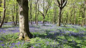 Bluebell Walk